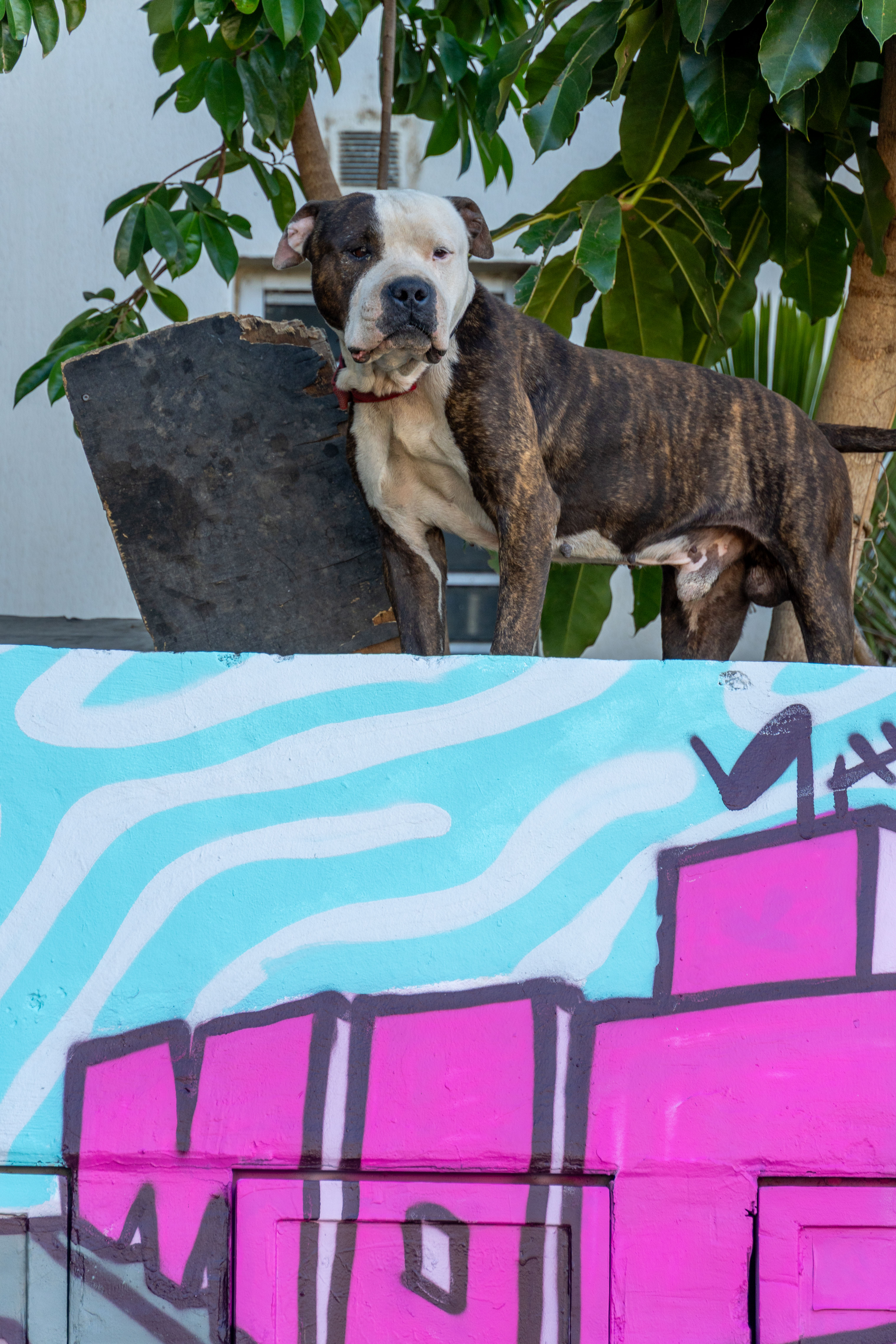 MDD - Inaugurations Fresques-17.jpg