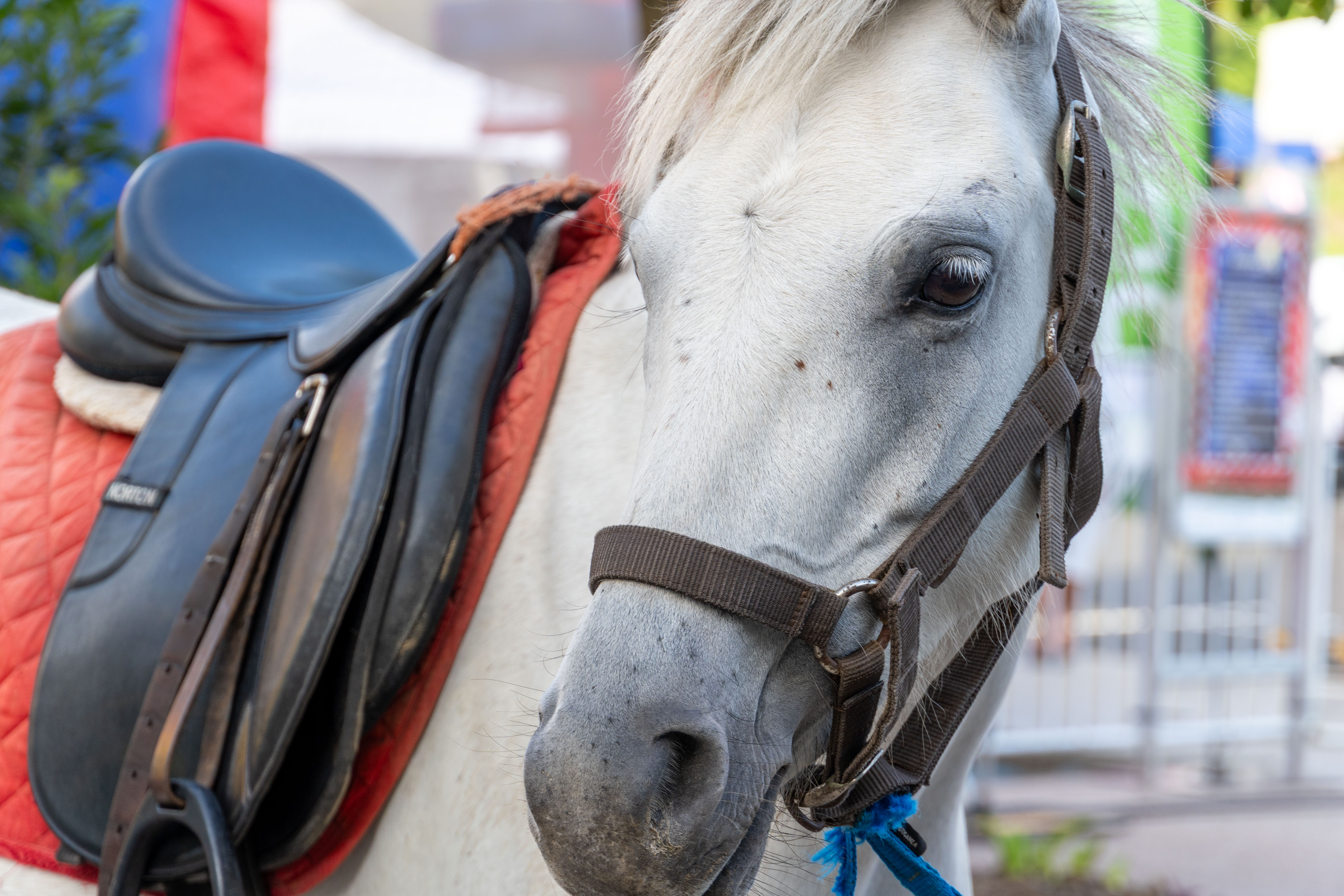 MDD - Marché Noël-77.jpg