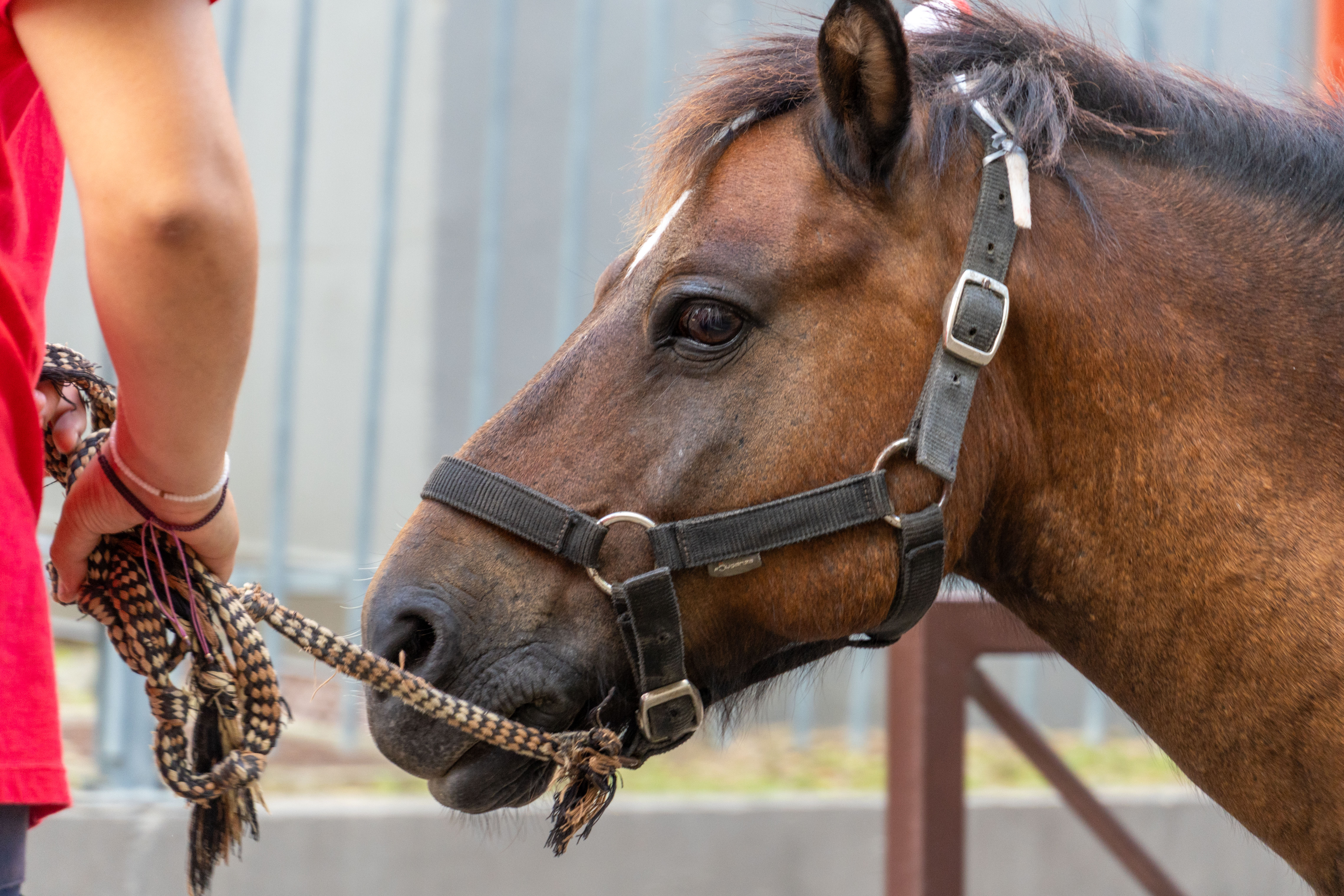 MDD - Marché Noël-78.jpg