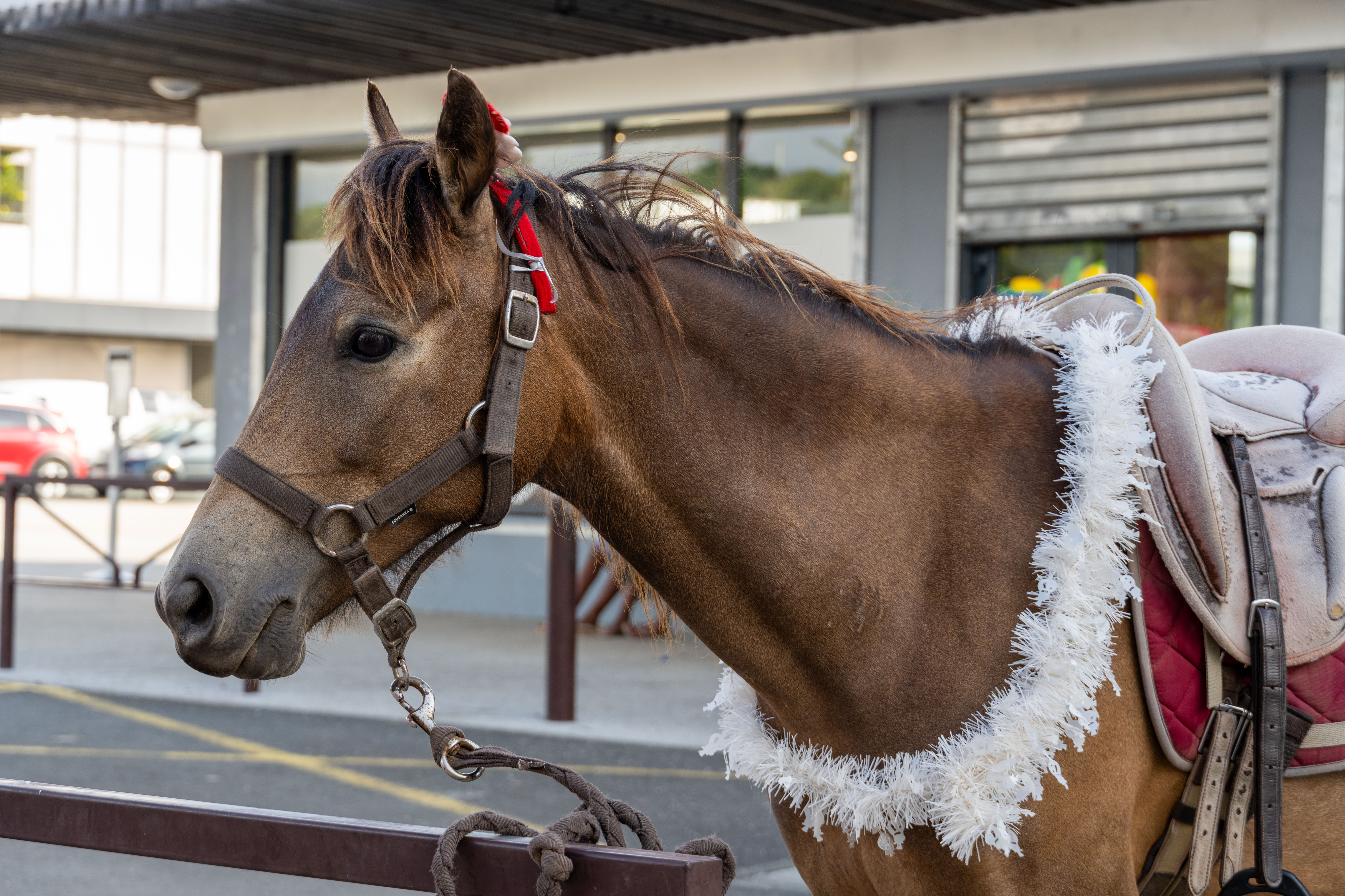 MDD - Marché Noël-81.jpg